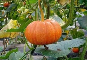 老兰瓜怎么吃 第1张 老兰瓜怎么吃 第1张